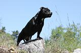 STAFFIE 238